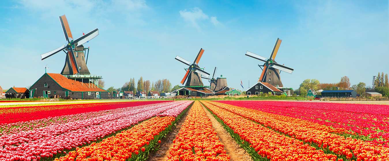 ทุ่งดอกไม้ยาวสุดลูกหูลูกตา