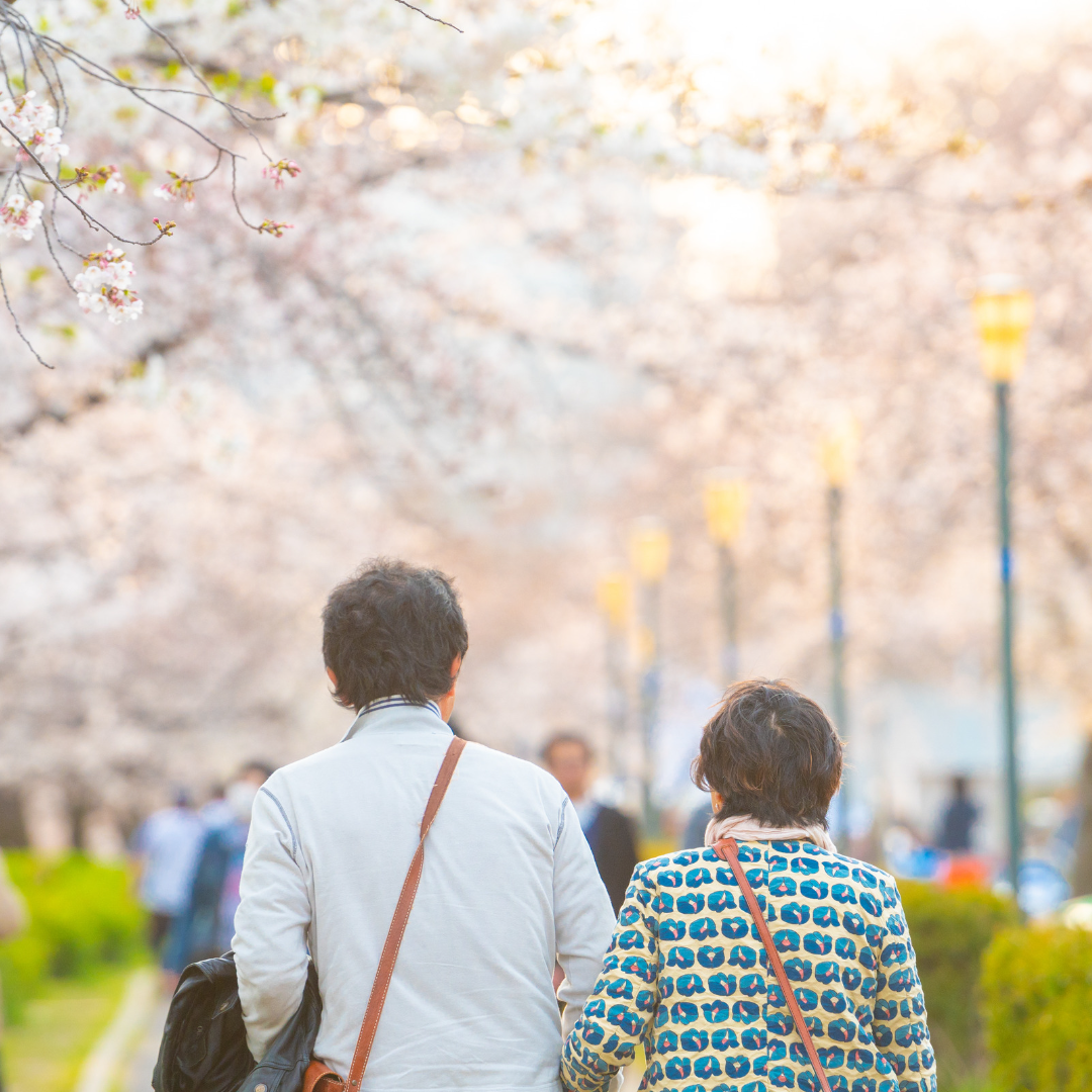 ผู้คนต่างพากันออกมาชมดอกซากุระอย่างคึกคัก